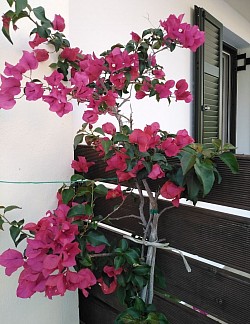 Bougainvillea in the garden
